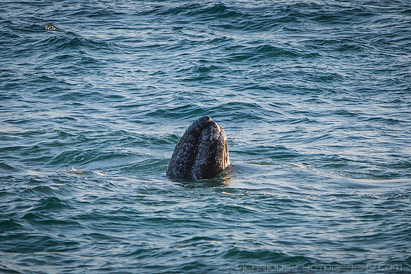 Malibu Whales (19APR14)-3