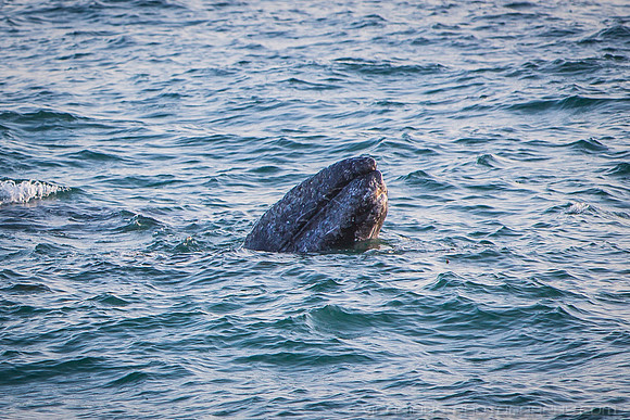 Malibu Whales (19APR14)-10