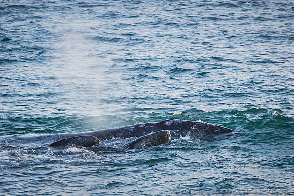 Malibu Whales (19APR14)-7