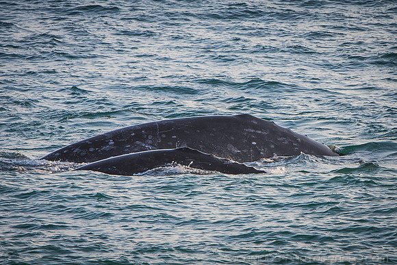 Malibu Whales (19APR14)-5