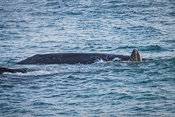 Malibu Whales (19APR14)-9