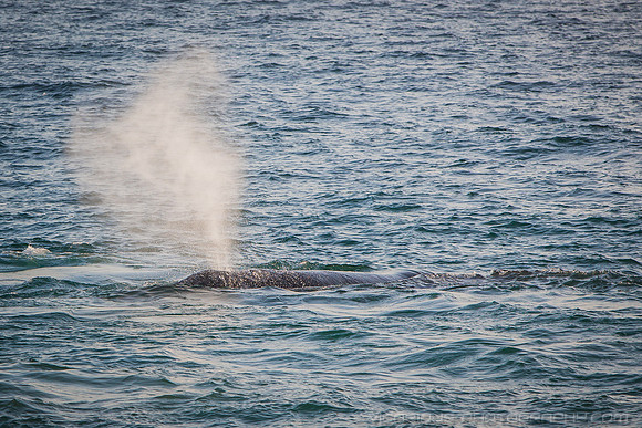 Malibu Whales (19APR14)-4
