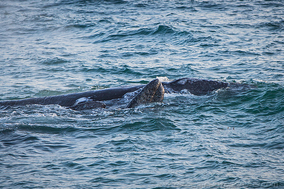 Malibu Whales (19APR14)-8