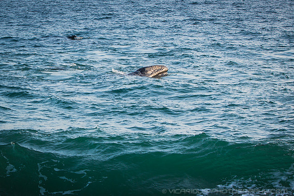 Malibu Whales (19APR14)-6