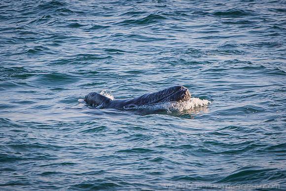 Malibu Whales (19APR14)-1