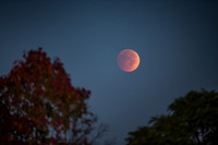 Autumn Eclipse (08OCT14)