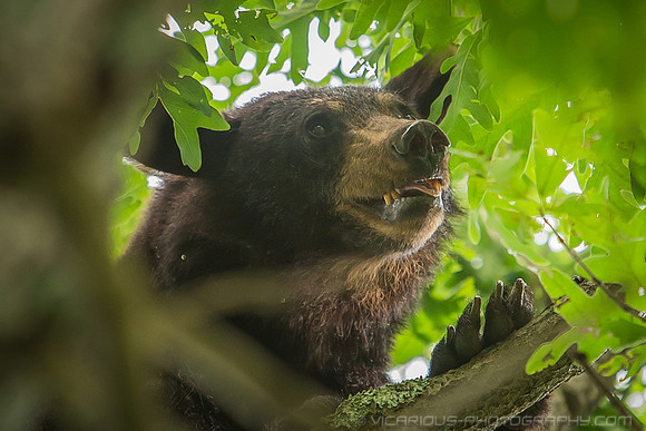 Mother Bear - 1