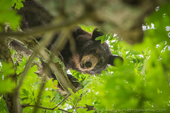 Mother Bear - 2