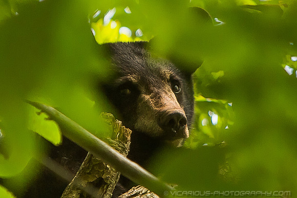 Bear Cub - 1