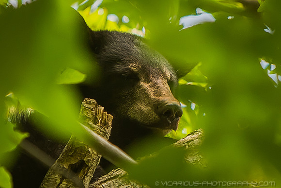 Bear Cub - 2