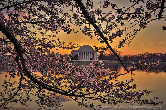 vicarious-photography “Aaron Jackson” Virginia landscapes time-lapse fashion event awards “red carpet” publicity portraits 2013 "Cherry Blossom" Jefferson Memorial Tidal Bason Washington DC Festival