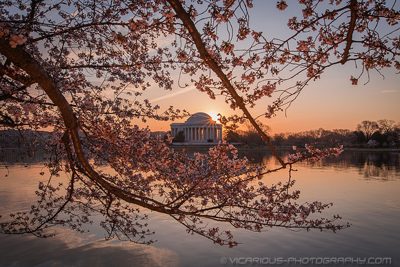 vicarious-photography “Aaron Jackson” Virginia landscapes time-lapse fashion event awards “red carpet” publicity portraits 2013 "Cherry Blossom" Jefferson Memorial Tidal Bason Washington DC Festival