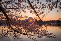 vicarious-photography “Aaron Jackson” Virginia landscapes time-lapse fashion event awards “red carpet” publicity portraits 2013 "Cherry Blossom" Jefferson Memorial Tidal Bason Washington DC Festival
