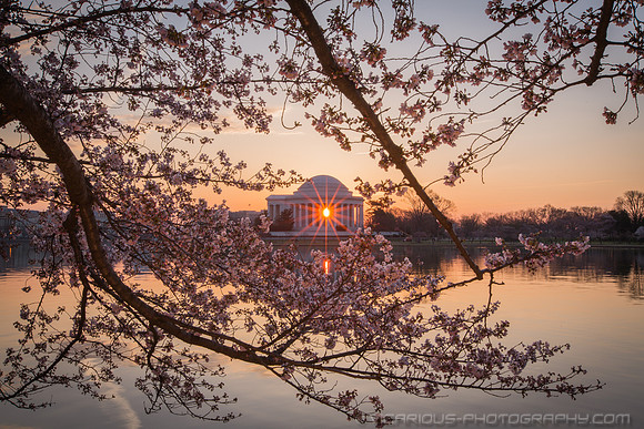 vicarious-photography “Aaron Jackson” Virginia landscapes time-lapse fashion event awards “red carpet” publicity portraits 2013 "Cherry Blossom" Jefferson Memorial Tidal Bason Washington DC Festival