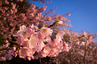 vicarious-photography “Aaron Jackson” Virginia landscapes time-lapse fashion event awards “red carpet” publicity portraits 2013 "Cherry Blossom" Jefferson Memorial Tidal Bason Washington DC Festival