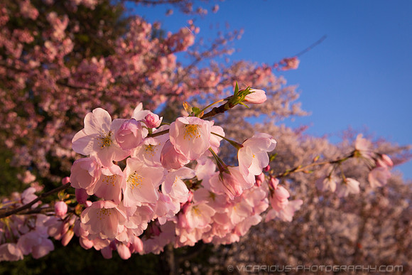 vicarious-photography “Aaron Jackson” Virginia landscapes time-lapse fashion event awards “red carpet” publicity portraits 2013 "Cherry Blossom" Jefferson Memorial Tidal Bason Washington DC Festival