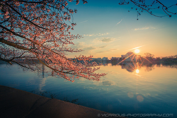 vicarious-photography “Aaron Jackson” Virginia landscapes time-lapse fashion event awards “red carpet” publicity portraits 2013 "Cherry Blossom" Jefferson Memorial Tidal Bason Washington DC Festival