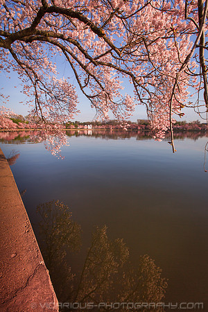 vicarious-photography “Aaron Jackson” Virginia landscapes time-lapse fashion event awards “red carpet” publicity portraits 2013 "Cherry Blossom" Jefferson Memorial Tidal Bason Washington DC Festival