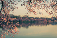 vicarious-photography “Aaron Jackson” Virginia landscapes time-lapse fashion event awards “red carpet” publicity portraits 2013 "Cherry Blossom" Jefferson Memorial Tidal Bason Washington DC Festival