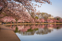vicarious-photography “Aaron Jackson” Virginia landscapes time-lapse fashion event awards “red carpet” publicity portraits 2013 "Cherry Blossom" Jefferson Memorial Tidal Bason Washington DC Festival