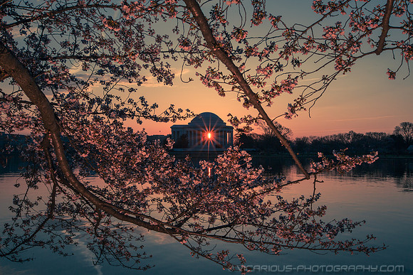 vicarious-photography “Aaron Jackson” Virginia landscapes time-lapse fashion event awards “red carpet” publicity portraits 2013 "Cherry Blossom" Jefferson Memorial Tidal Bason Washington DC Festival