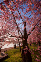 vicarious-photography “Aaron Jackson” Virginia landscapes time-lapse fashion event awards “red carpet” publicity portraits 2013 "Cherry Blossom" Jefferson Memorial Tidal Bason Washington DC Festival