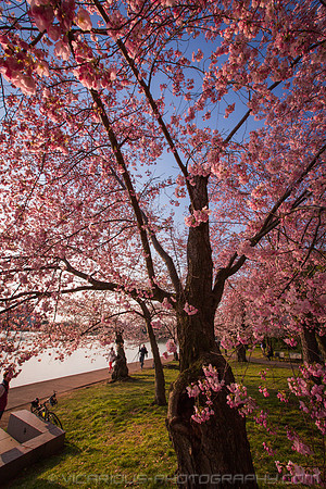 vicarious-photography “Aaron Jackson” Virginia landscapes time-lapse fashion event awards “red carpet” publicity portraits 2013 "Cherry Blossom" Jefferson Memorial Tidal Bason Washington DC Festival