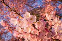 vicarious-photography “Aaron Jackson” Virginia landscapes time-lapse fashion event awards “red carpet” publicity portraits 2013 "Cherry Blossom" Jefferson Memorial Tidal Bason Washington DC Festival