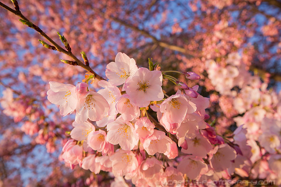 vicarious-photography “Aaron Jackson” Virginia landscapes time-lapse fashion event awards “red carpet” publicity portraits 2013 "Cherry Blossom" Jefferson Memorial Tidal Bason Washington DC Festival