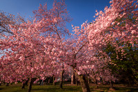vicarious-photography “Aaron Jackson” Virginia landscapes time-lapse fashion event awards “red carpet” publicity portraits 2013 "Cherry Blossom" Jefferson Memorial Tidal Bason Washington DC Festival