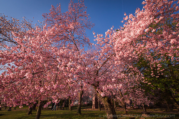 vicarious-photography “Aaron Jackson” Virginia landscapes time-lapse fashion event awards “red carpet” publicity portraits 2013 "Cherry Blossom" Jefferson Memorial Tidal Bason Washington DC Festival