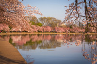 vicarious-photography “Aaron Jackson” Virginia landscapes time-lapse fashion event awards “red carpet” publicity portraits 2013 "Cherry Blossom" Jefferson Memorial Tidal Bason Washington DC Festival