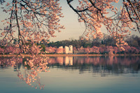 vicarious-photography “Aaron Jackson” Virginia landscapes time-lapse fashion event awards “red carpet” publicity portraits 2013 "Cherry Blossom" Jefferson Memorial Tidal Bason Washington DC Festival