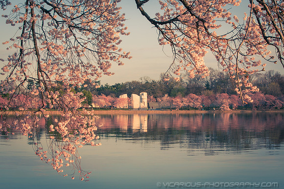 vicarious-photography “Aaron Jackson” Virginia landscapes time-lapse fashion event awards “red carpet” publicity portraits 2013 "Cherry Blossom" Jefferson Memorial Tidal Bason Washington DC Festival