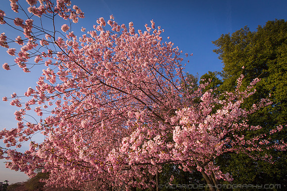 vicarious-photography “Aaron Jackson” Virginia landscapes time-lapse fashion event awards “red carpet” publicity portraits 2013 "Cherry Blossom" Jefferson Memorial Tidal Bason Washington DC Festival