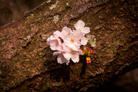 vicarious-photography “Aaron Jackson” Virginia landscapes time-lapse fashion event awards “red carpet” publicity portraits 2013 "Cherry Blossom" Jefferson Memorial Tidal Bason Washington DC Festival