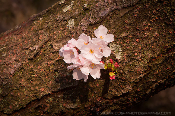 vicarious-photography “Aaron Jackson” Virginia landscapes time-lapse fashion event awards “red carpet” publicity portraits 2013 "Cherry Blossom" Jefferson Memorial Tidal Bason Washington DC Festival