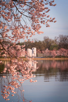 vicarious-photography “Aaron Jackson” Virginia landscapes time-lapse fashion event awards “red carpet” publicity portraits 2013 "Cherry Blossom" Jefferson Memorial Tidal Bason Washington DC Festival