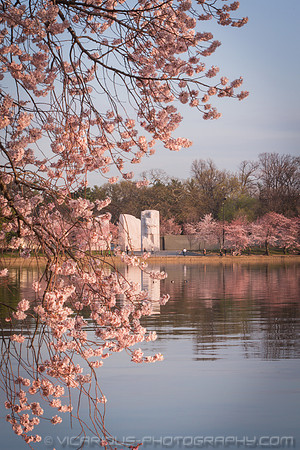vicarious-photography “Aaron Jackson” Virginia landscapes time-lapse fashion event awards “red carpet” publicity portraits 2013 "Cherry Blossom" Jefferson Memorial Tidal Bason Washington DC Festival