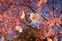 vicarious-photography “Aaron Jackson” Virginia landscapes time-lapse fashion event awards “red carpet” publicity portraits 2013 "Cherry Blossom" Jefferson Memorial Tidal Bason Washington DC Festival